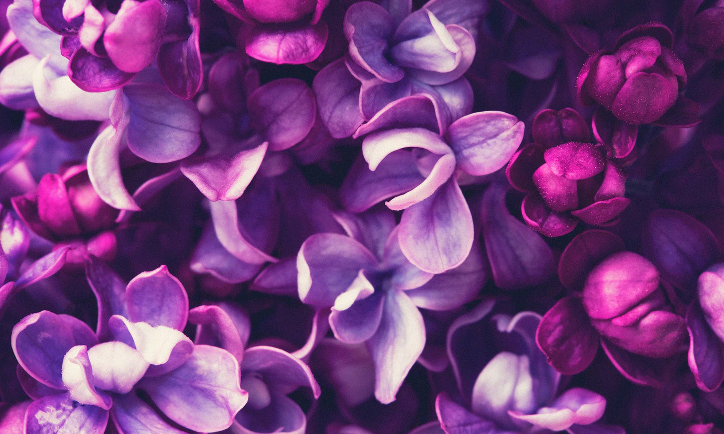 13 oz Mason Jar Candle: Wild Lilacs