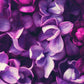 13 oz Mason Jar Candle: Wild Lilacs